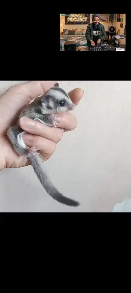 SUGAR GLIDER CLASIC GREY JOEY JANTAN