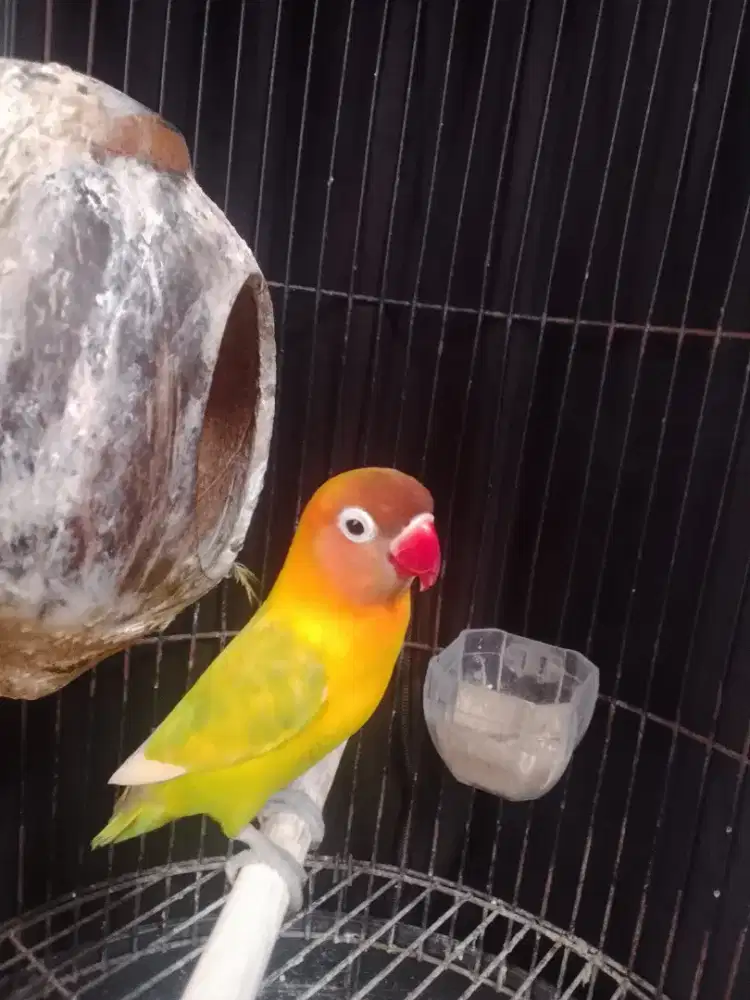 Lovebird Marimas jantan ngekek