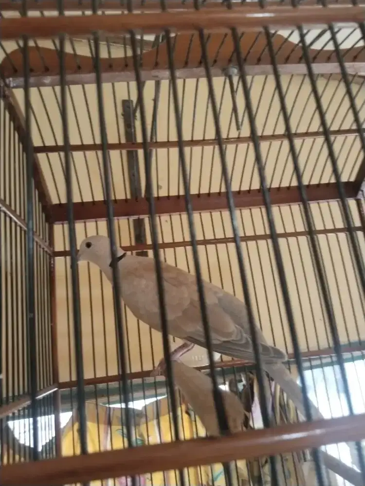 burung kuter manggung sing malam