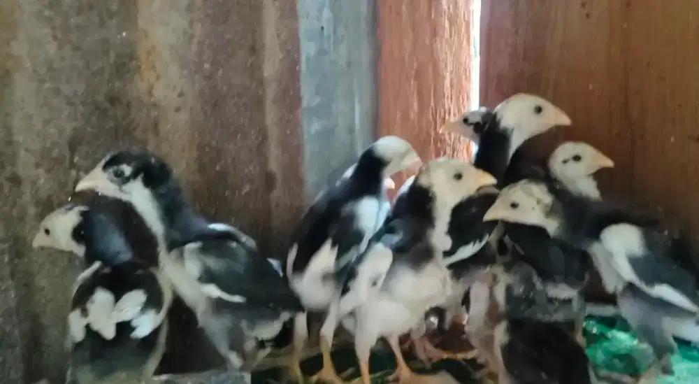 Anak ayam siam...