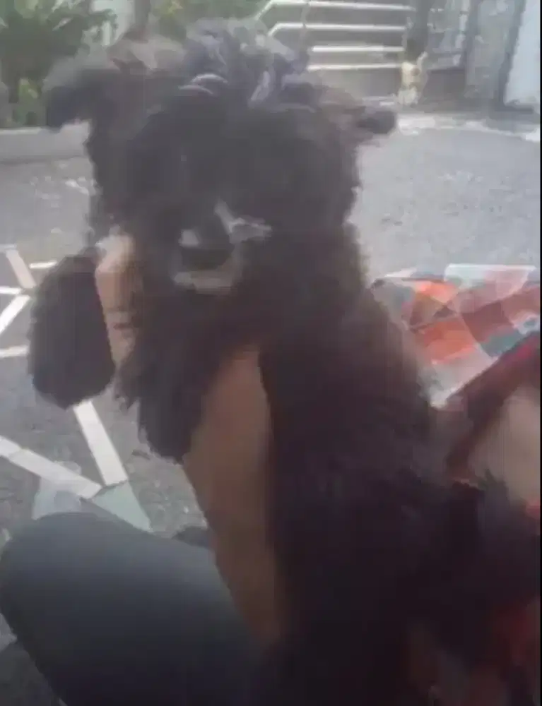 Anakan shihtzu mix ras lain, jantan warna hitam