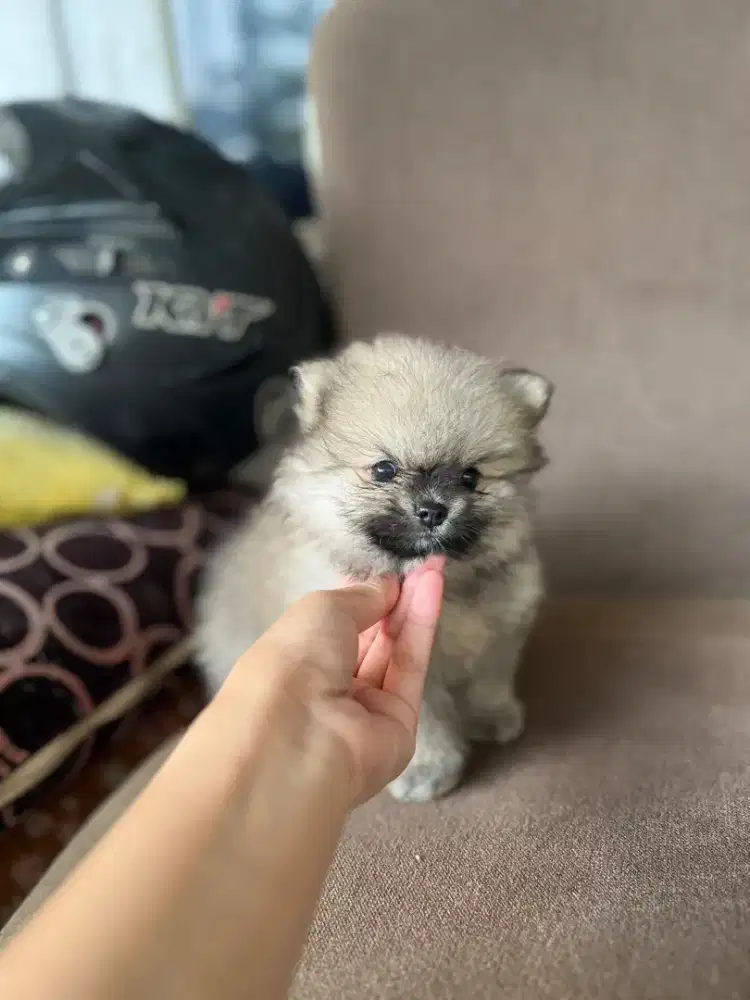 Superminipom Female ( Pure Breed )