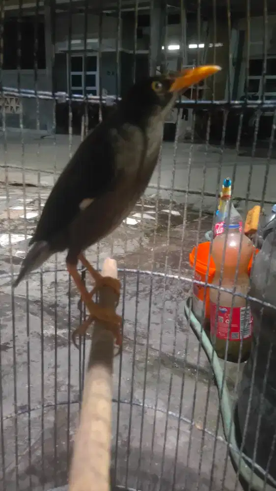 Burung jalak kebo makun muda fs