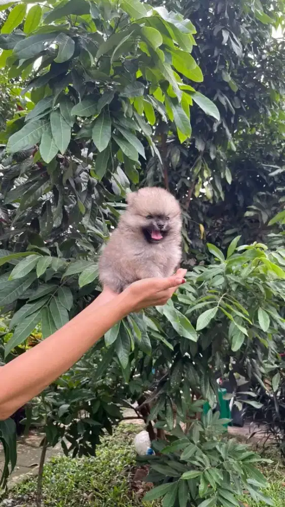 Superminipom Female ( 500 gr only )