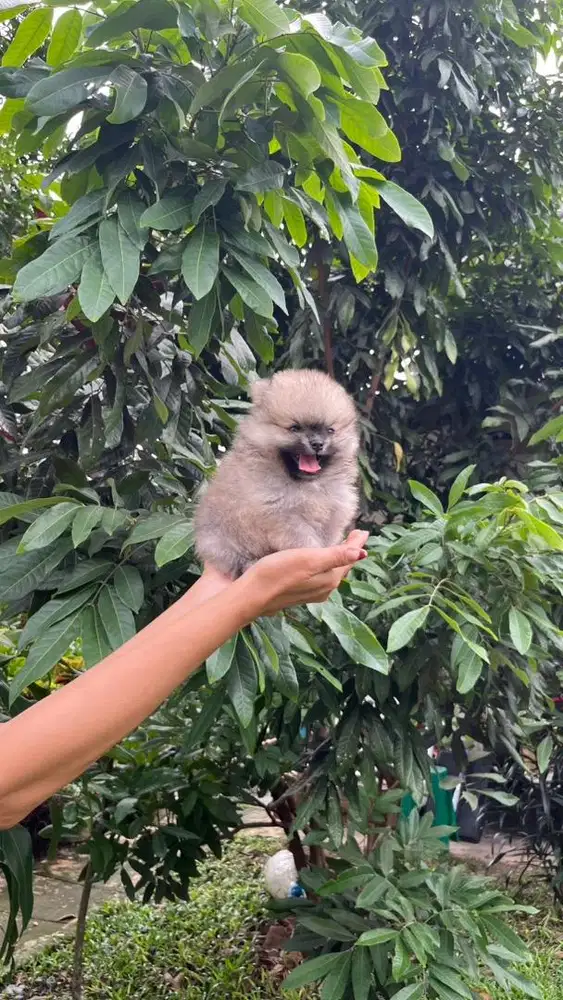 Superminipom Betina warna Sable gemes bgttt