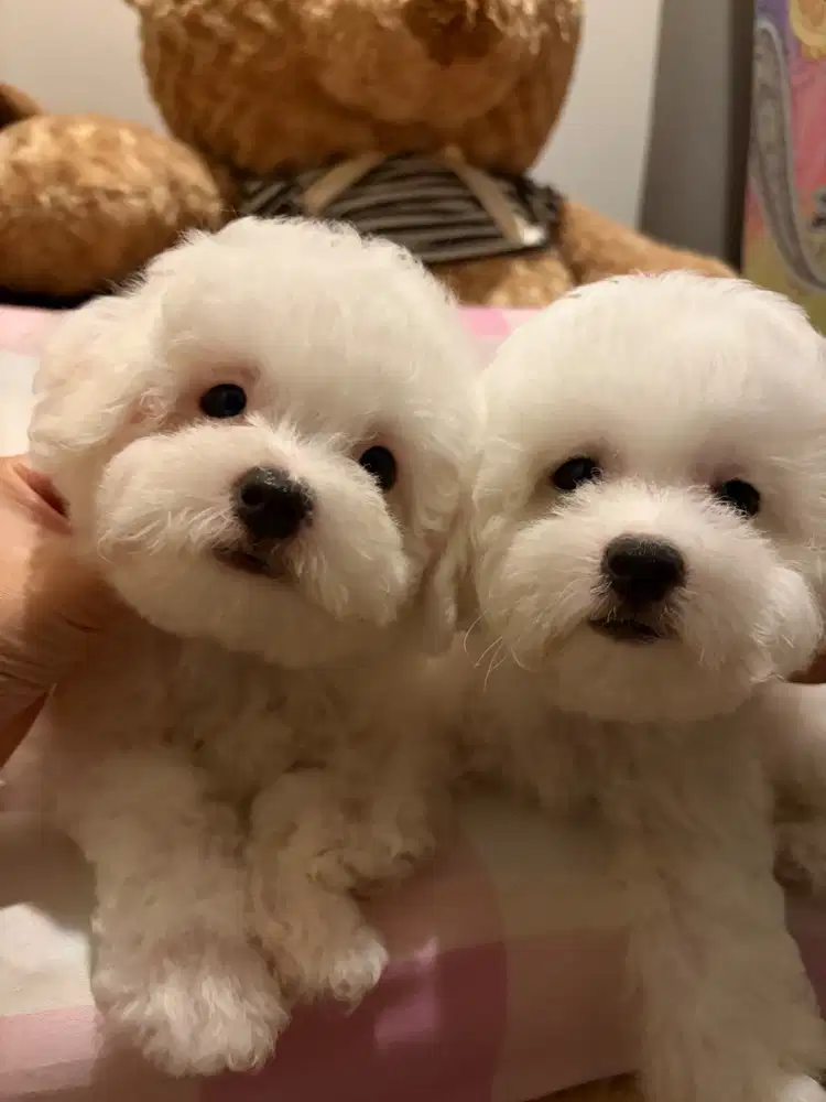 Poodle X bichon