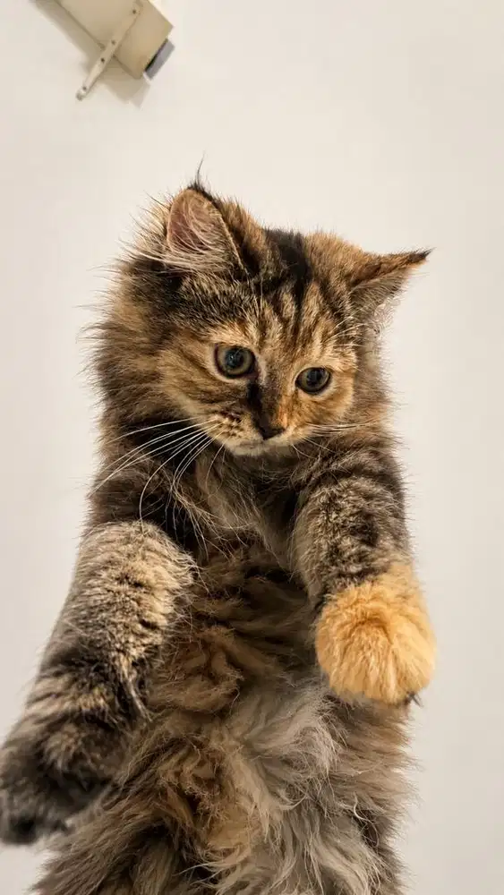 Kucing persia betina