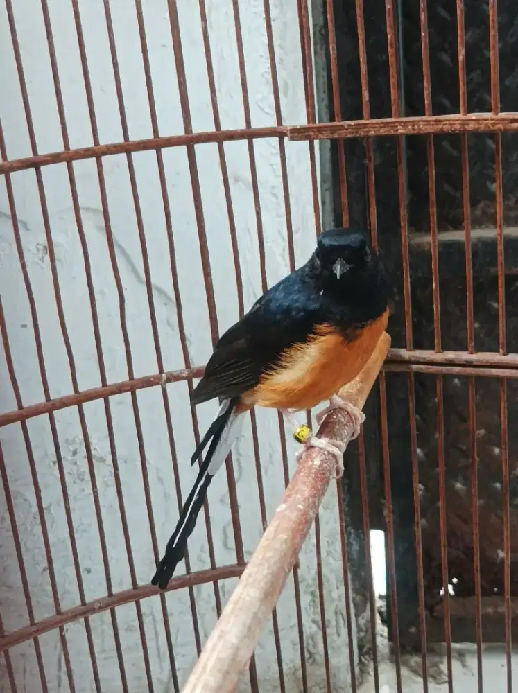Muray hutan pake ring ex prestasian ditangan pertame