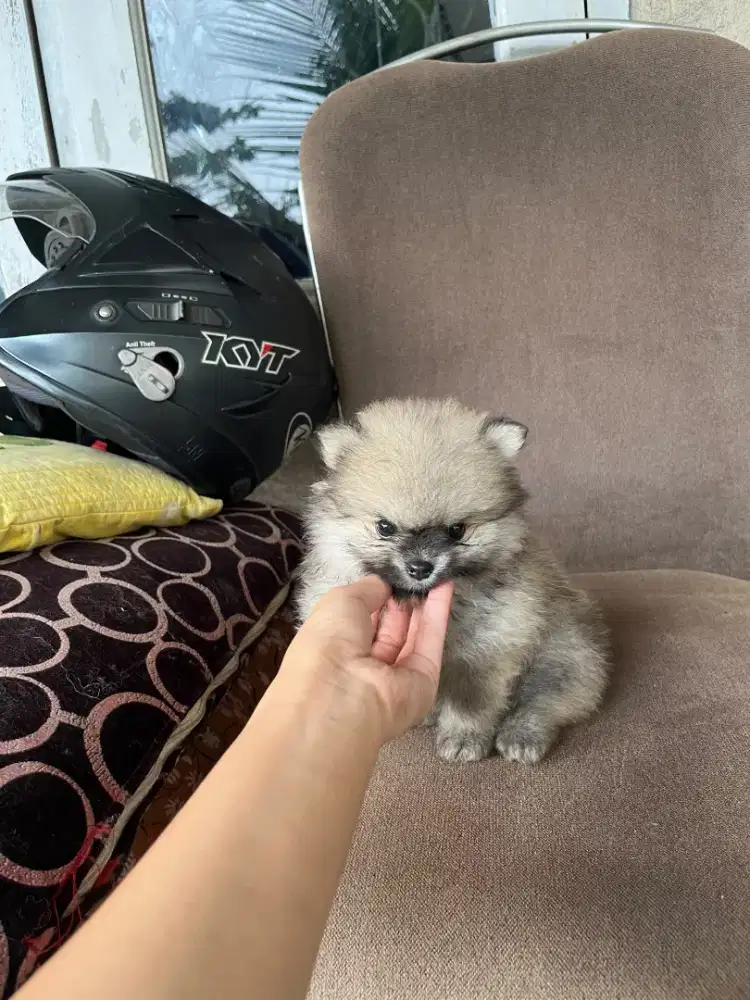 Superminipom Female ( Pure Breed ) Size Mini