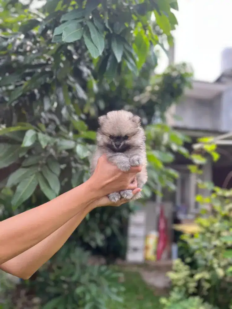Superminipom Size Mini ( Female )