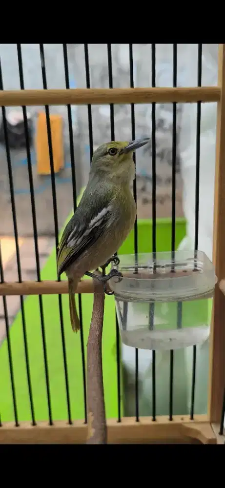 Burung CIPOW gacor