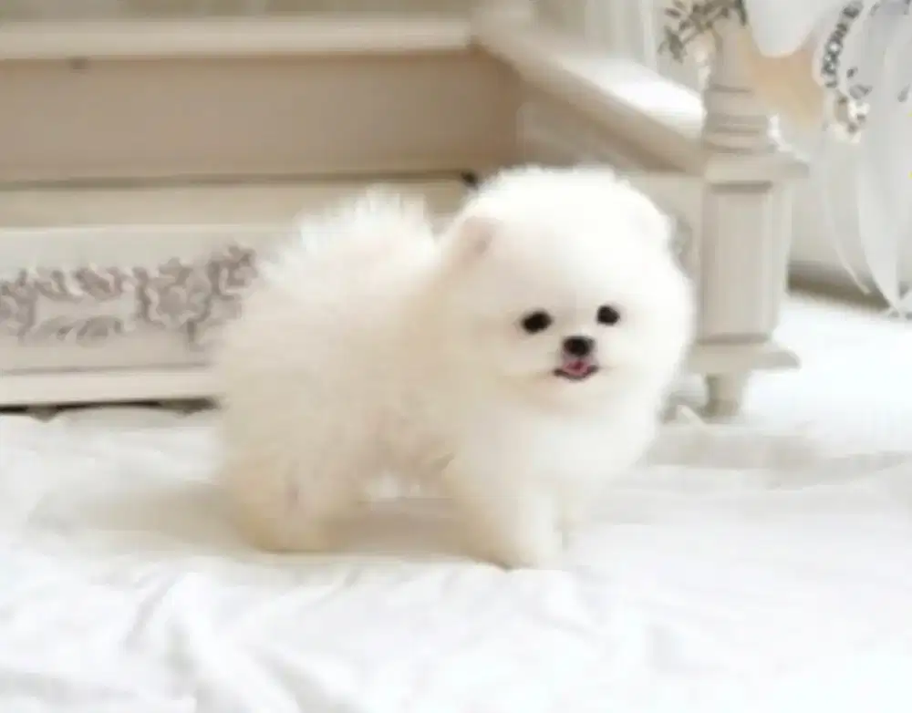 PUPPY SUPER MINIPOM STAMBOM