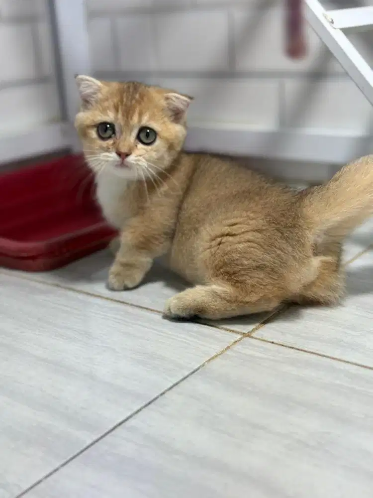Munchkin fold golden kitten jantan anak import