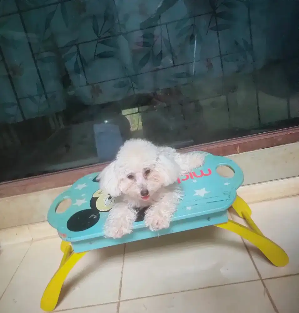 Female Light Apricot/Fawn Toy Poodle