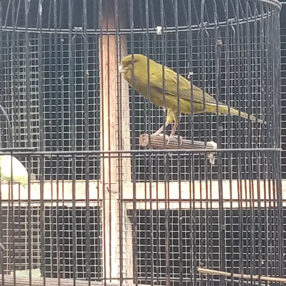 Burung kenari isian