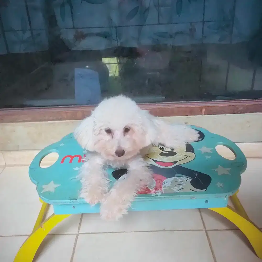 Female Apricot/Fawn Toy Poodle