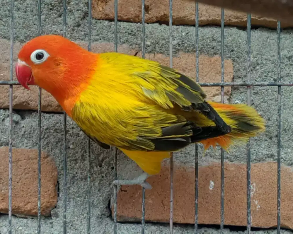 Seekor lovebird biola betina