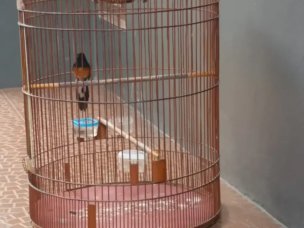 Burung murai Medan pastol