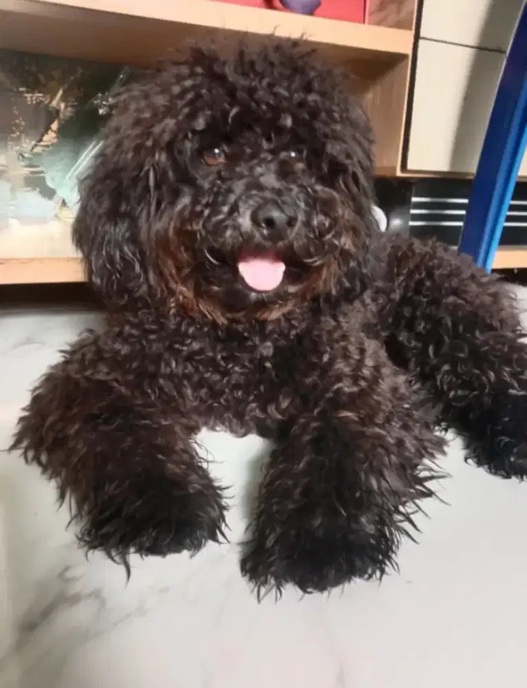ANJING POODLE WARNA HITAM
