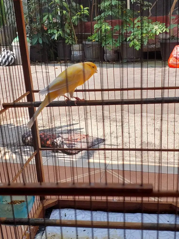Dijual Kenari Gacor