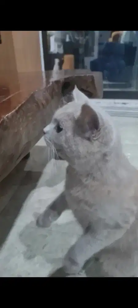 Britis shorthair Lilac usia 7 bln