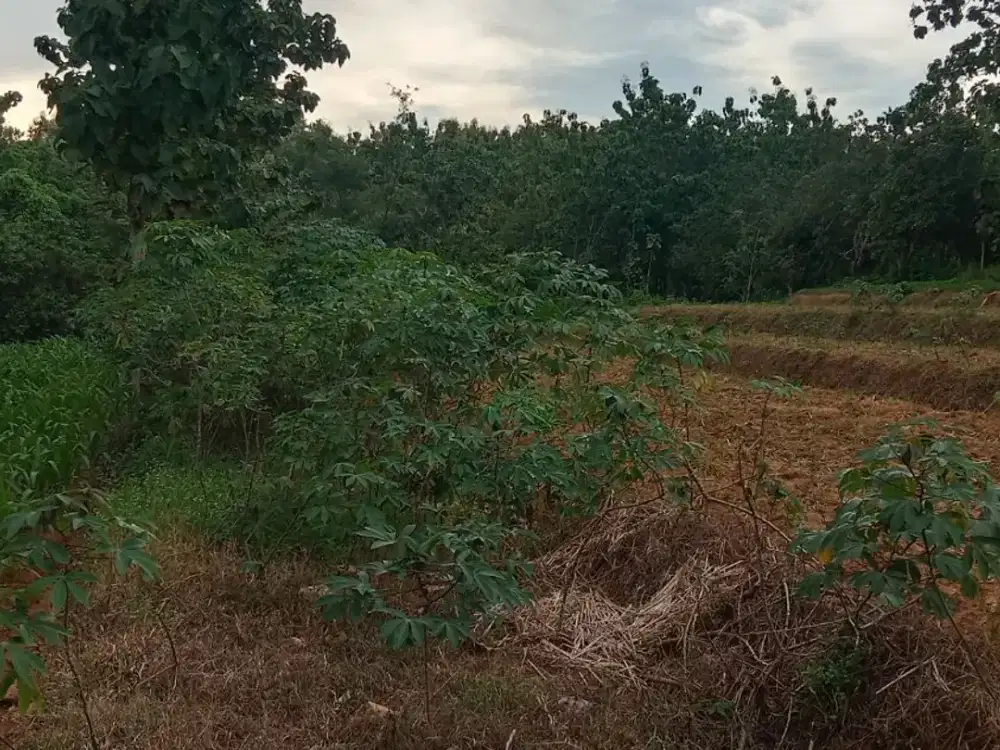 Tanah Lelang Rp250 Juta SHM, Luas 2.635 m² di Ngaringan Grobogan