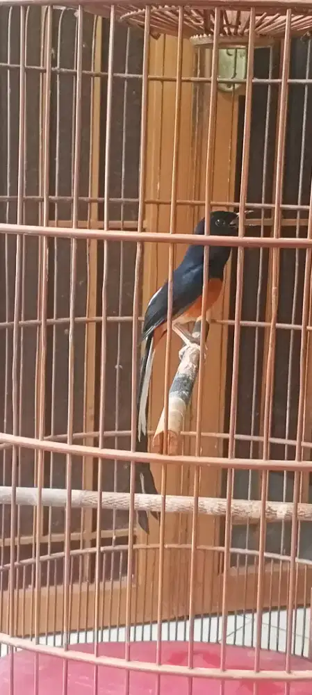 murai batu mapan gacor