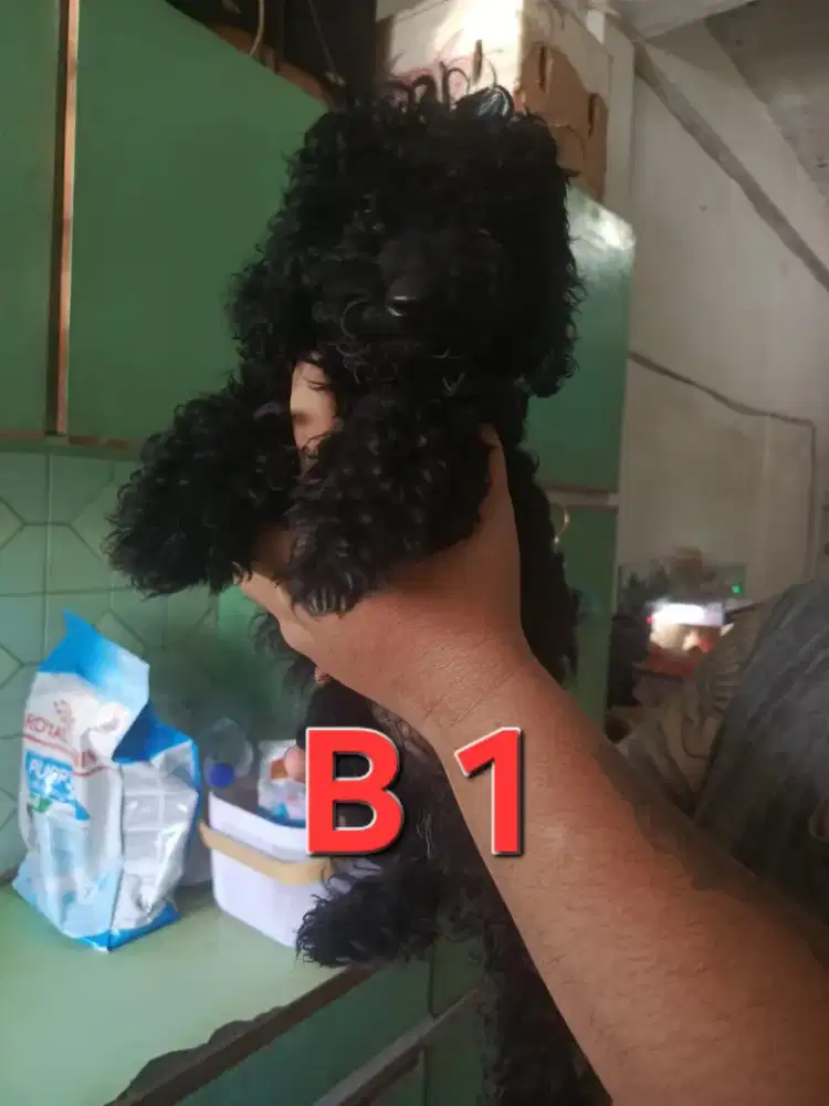 Black poodle betina murah meriah
