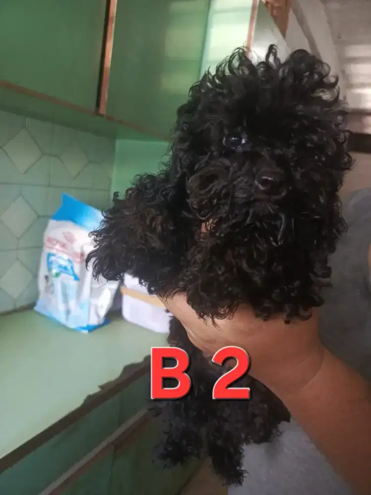 BLACK POODLE BETINA SIZE KECIL.