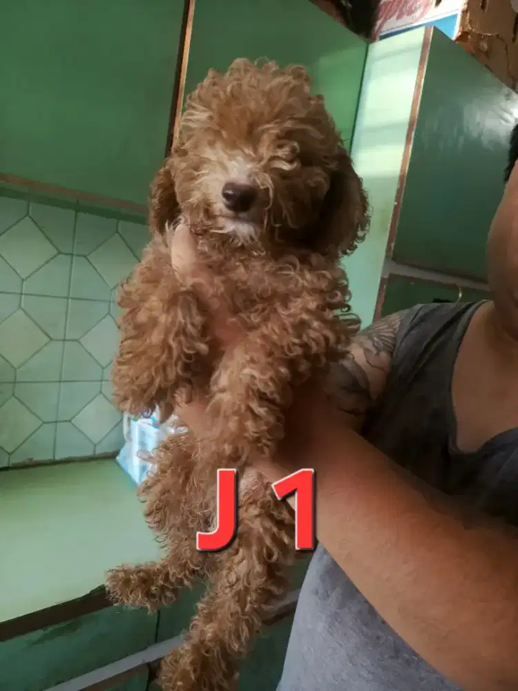 POODLE JANTAN WARNA UNIK BEIGE