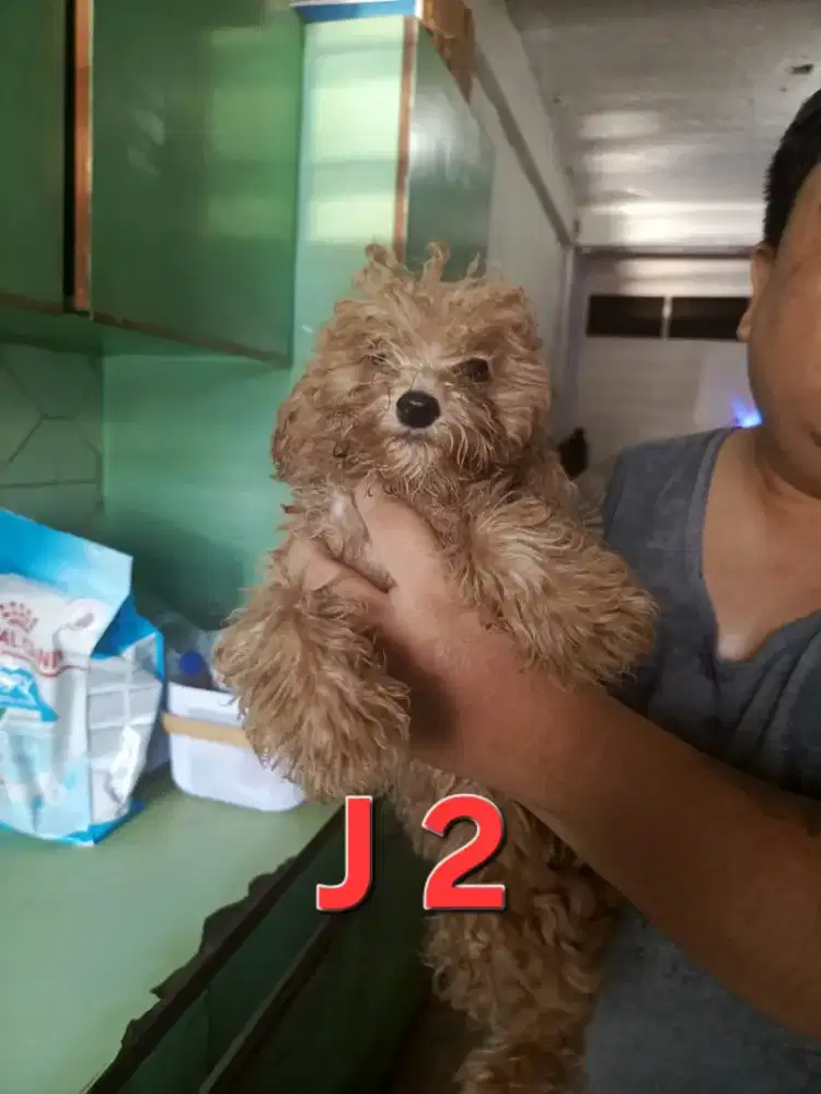 Poodle jantan warna beige