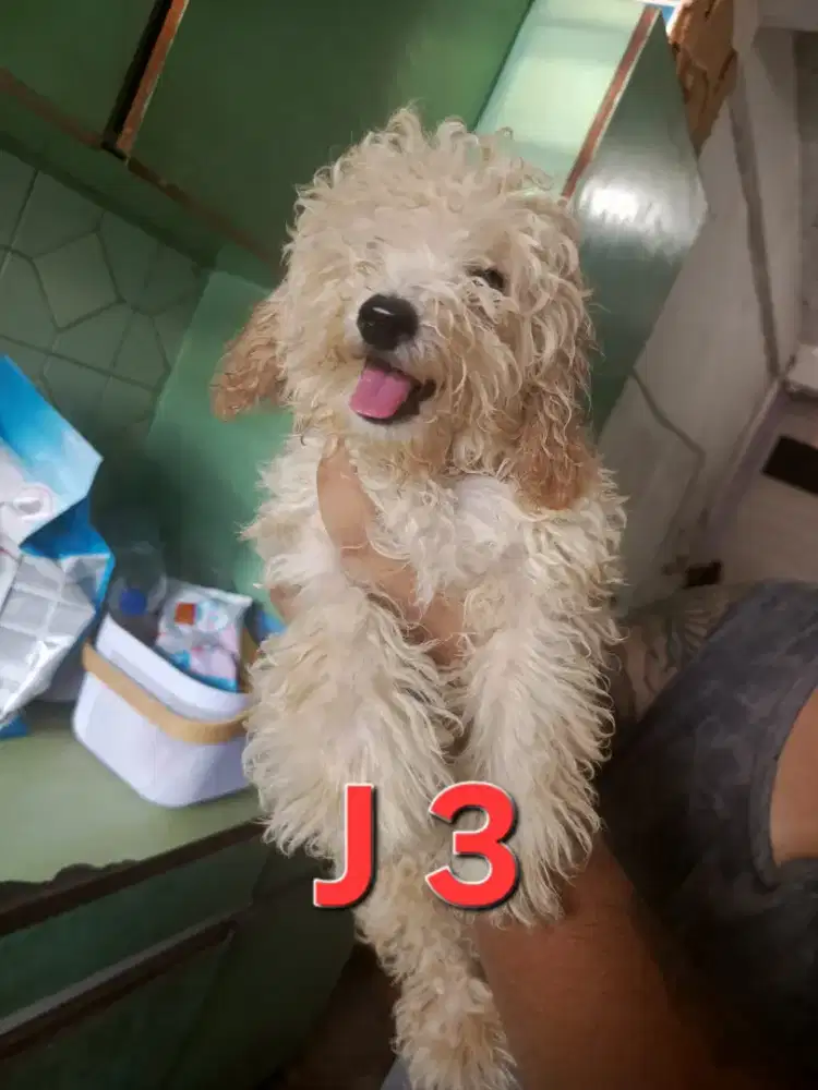 POODLE LIGHT APRICOT MURAH MERIAH