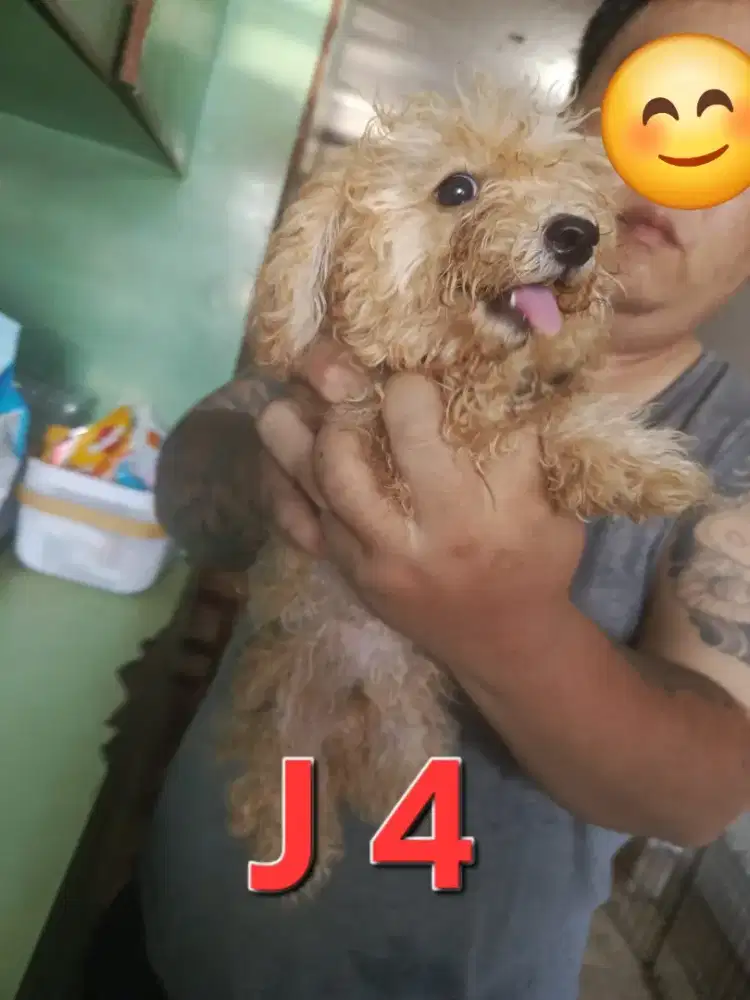 POODLE LIGHT ARPICOT MURAH