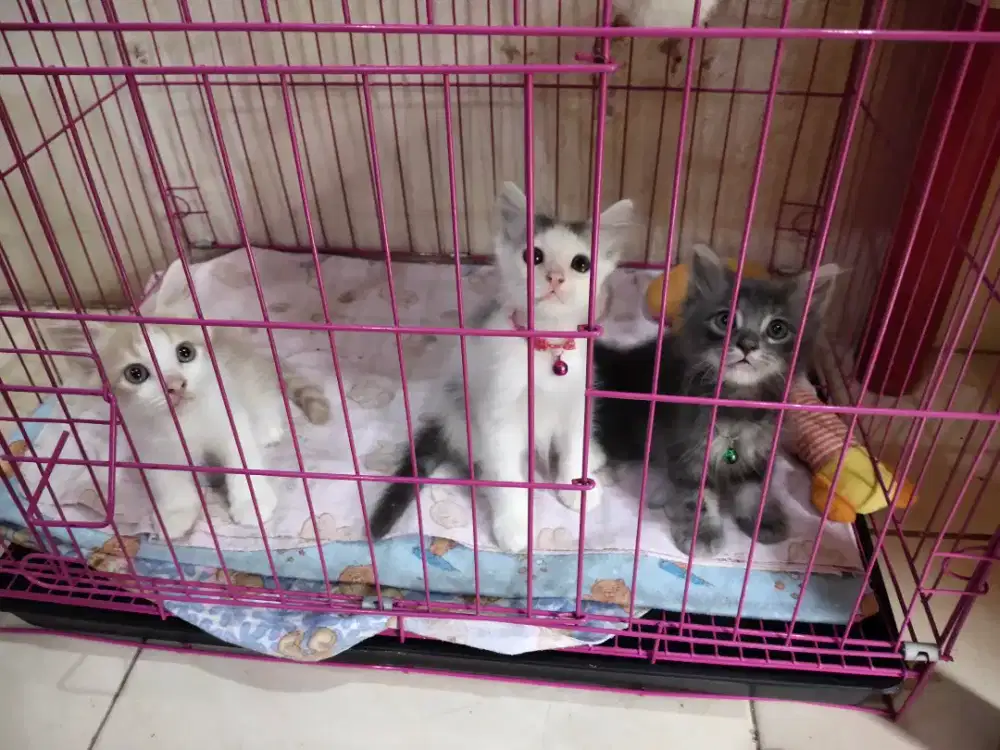 Kucing mix persia