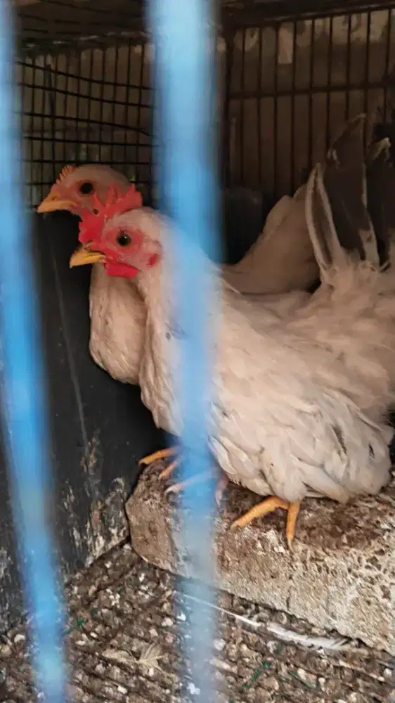 Ayam kate chabo sepasang