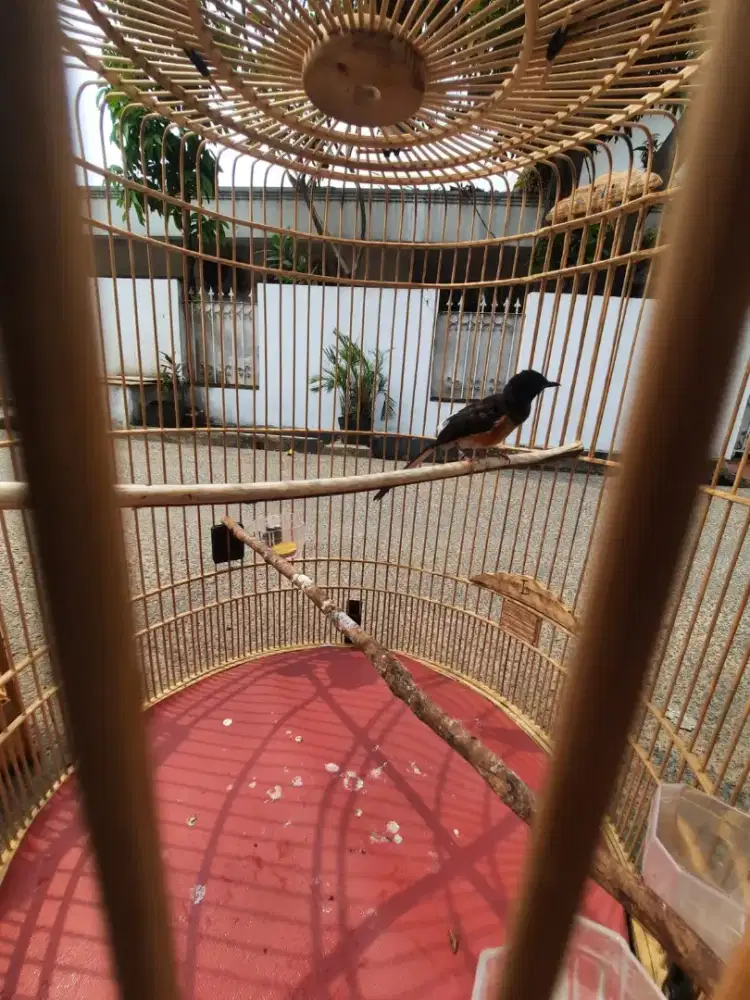 burung murai batu trotol 100% jantan istimewa