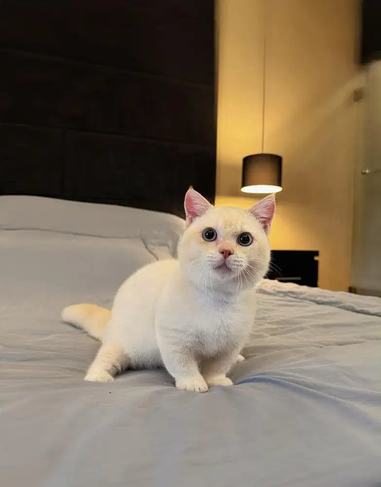 Kucing Munchkin British RED POINT MALE BSH SF