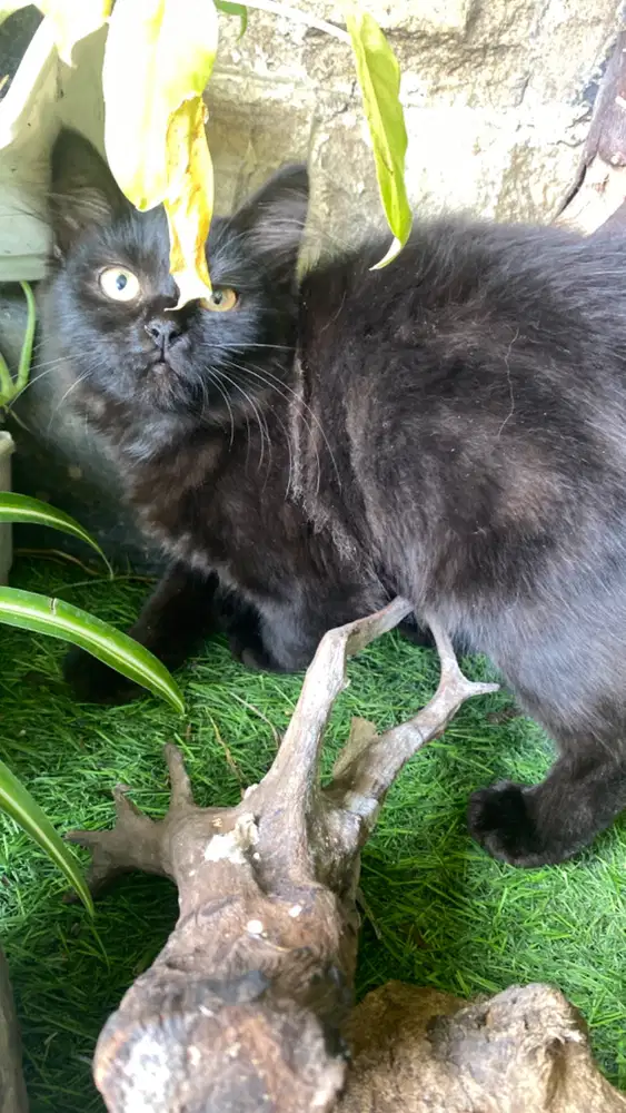 Kucing hitam betina
