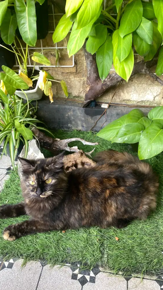 Kucing tortie persia