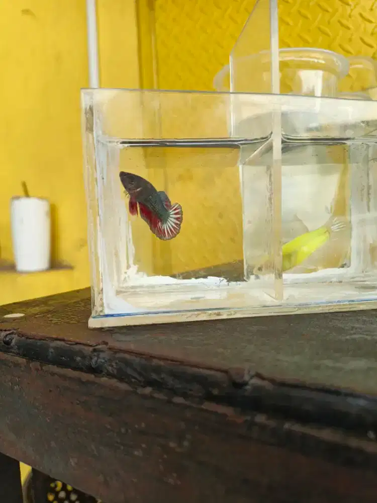 Ikan Cupang FCCP
