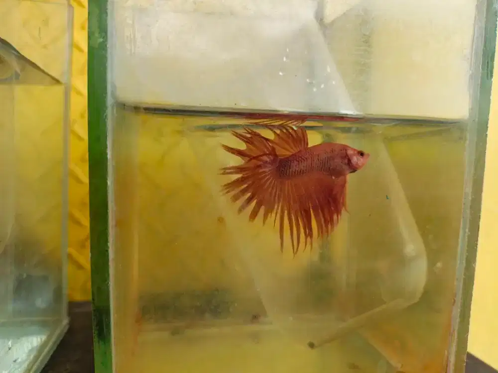 Ikan cupang orange crown tail