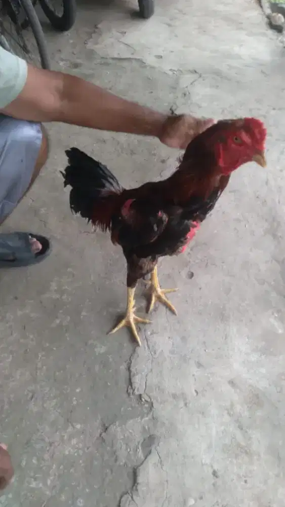 Ayam bangkok pukul keras