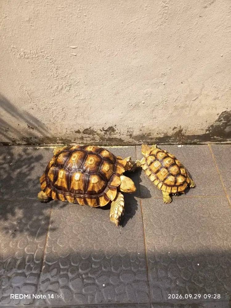 Sulcata/Kura kura/Tortois