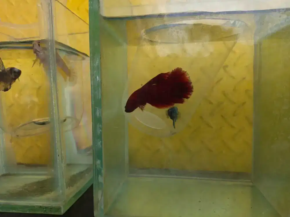 Ikan cupang HM super red