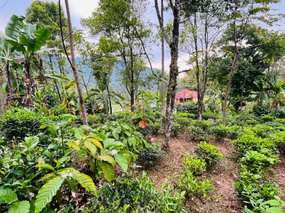 Dijual Murah Tanah Kebun 1000 m2 Pinggir Jalan Mobil Udara Dingin