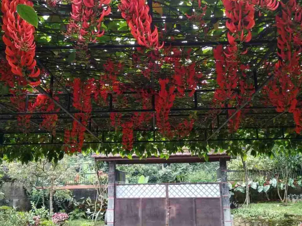 DIJUAL TANAH KEBUN DI TAMANSARI, BOGOR