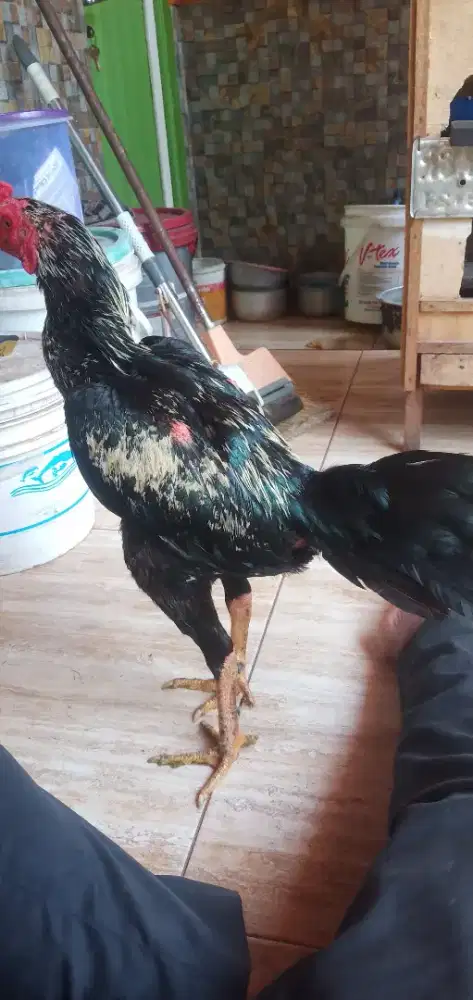 Bulbi si pukul cepat jalu jahat