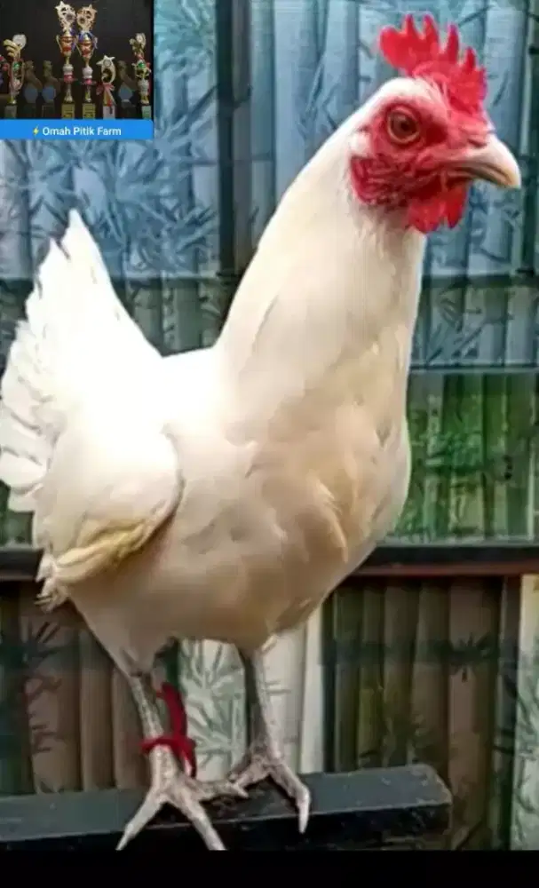 Ayam Ketawa Betina indukan trah Durasi panjang warna putih