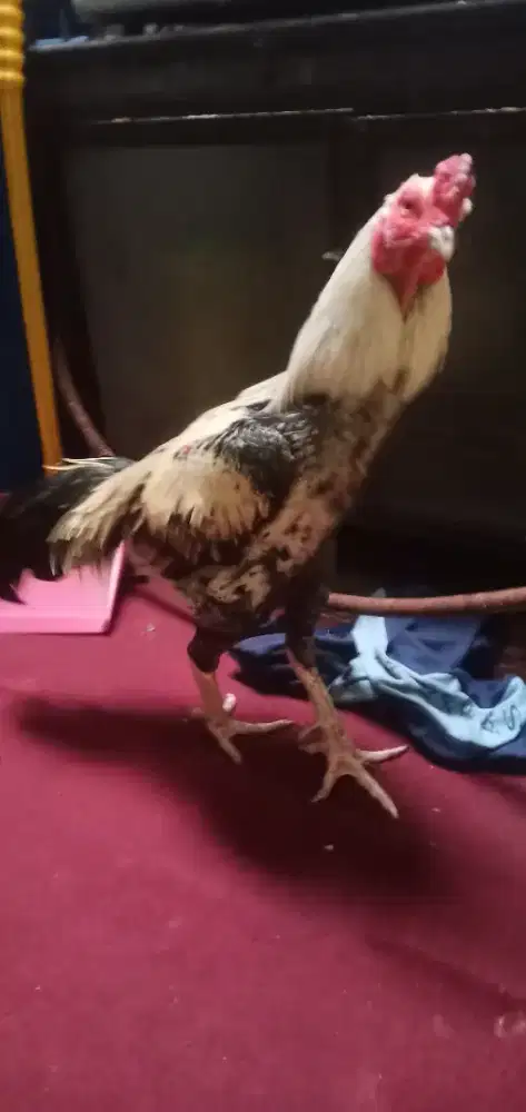 Ayam bagis buat pacek