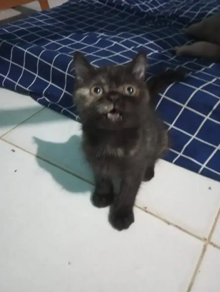 Lepas adopsi kitten 3 bulan betina dan jantan 6 bulan